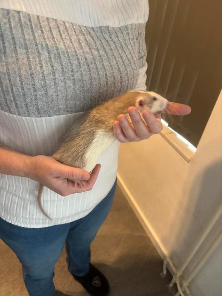 2 super lieve rat mannen beschikbaar rex dumbo €25 euro, Dieren en Toebehoren, Knaagdieren, Rat, Mei, Tam