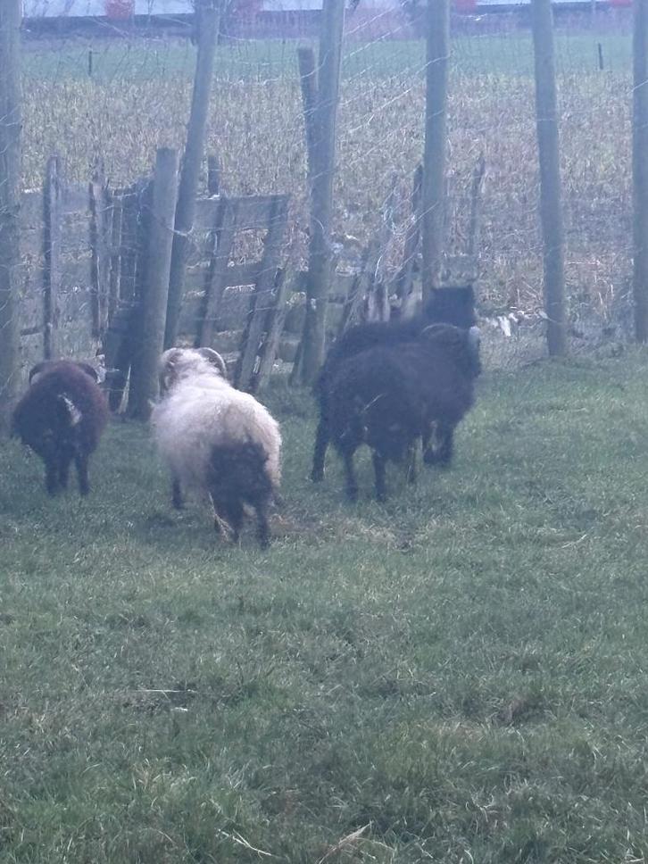 Schapen ram per stuk, Dieren en Toebehoren, Schapen, Geiten en Varkens, Schaap, Mannelijk, 0 tot 2 jaar