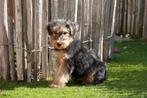 Prachtige Welsh terriër pups, Dieren en Toebehoren, België, Overige rassen, CDV (hondenziekte), 8 tot 15 weken
