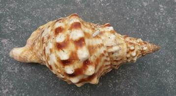 Coquillage Conque de Lambi  beschikbaar voor biedingen