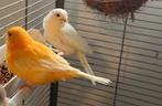 Vogels met kooi, Dieren en Toebehoren, Vogels | Parkieten en Papegaaien