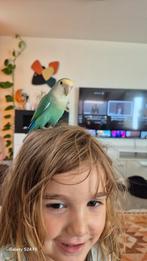 Tamme liefdevogels te koop – inclusief kooi, Dieren en Toebehoren, Vogels | Parkieten en Papegaaien, Tam