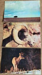 3 verzamelprentjes: De prairie verdwijnt (La Vache qui rit), Collections, Utilisé, Enlèvement ou Envoi, Gravure, Animal