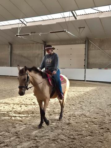 5 jarige D pony merrie  beschikbaar voor biedingen