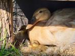 Indische loopeenden te koop, Dieren en Toebehoren, Vogels | Overige Vogels, Geslacht onbekend