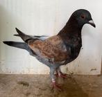 Jonge Kleurpostduif opal, Dieren en Toebehoren