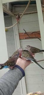 Bourkes, Dieren en Toebehoren, Vogels | Parkieten en Papegaaien, Parkiet, Geringd