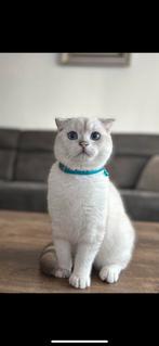 Britse korthaar dekkater, Dieren en Toebehoren, Katten en Kittens | Dekkaters, 0 tot 2 jaar