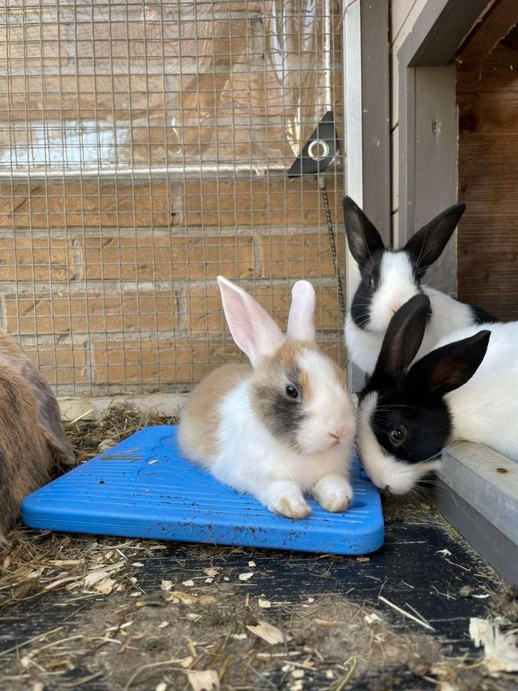 2 konijntjes, Dieren en Toebehoren, Konijnen, Klein, Meerdere dieren, 0 tot 2 jaar