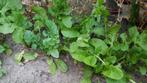 rucola, salade, zaden, Ophalen of Verzenden, Voorjaar, Zaad