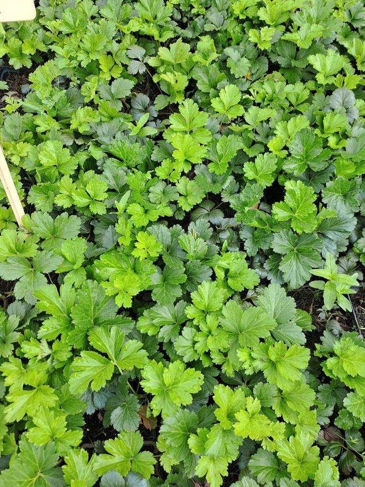Waldesteinia ternata, Tuin en Terras, Planten | Struiken en Hagen, Ophalen