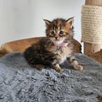 Maine coon XXL kittens met kampioen stamboom Russisch lijn, Vermifugé, Plusieurs animaux, 0 à 2 ans