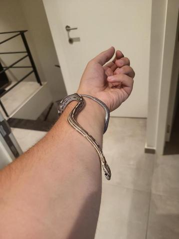Corn Snake Snow, Animaux & Accessoires, Serpent, Domestique, 0 à 2 ans