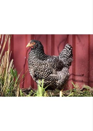 Koekoek leghennen|va. 7,5€|gratis levering va. 75€ beschikbaar voor biedingen