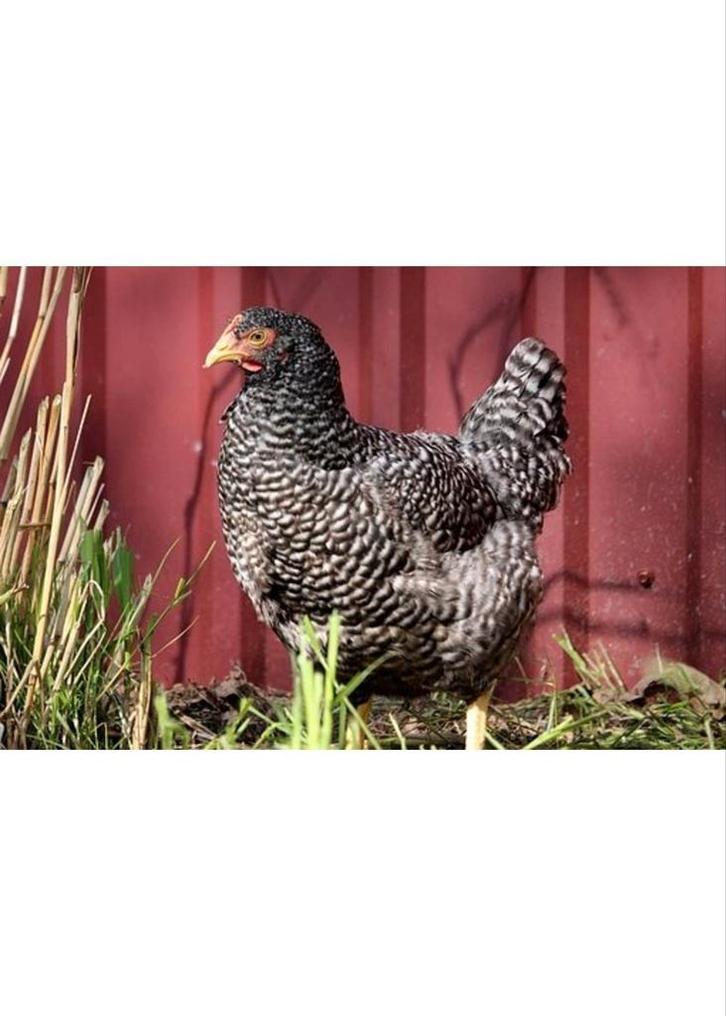 Koekoek leghennen|va. 7,5€|gratis levering va. 75€, Dieren en Toebehoren, Pluimvee, Kip