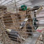 Vogel, Dieren en Toebehoren, Vogels | Parkieten en Papegaaien