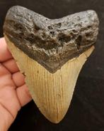 USA MEGALODON tand 11x8.3x1.2cm, Verzamelen, Mineralen en Fossielen, Ophalen of Verzenden, Fossiel