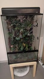 Gekko + terrarium 60×45×90, Dieren en Toebehoren, Hagedis, Met terrarium, 0 tot 2 jaar