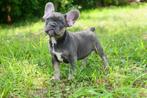 Franse bulldog, België, Particulier, CDV (hondenziekte), 8 tot 15 weken