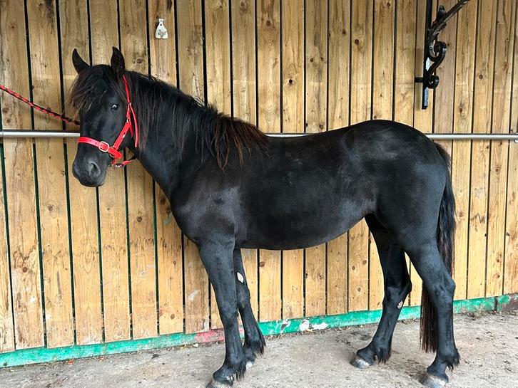 Calèches Harnais Mérens, Dieren en Toebehoren, Paarden en Pony's | Hoofdstellen en Tuigage, Gebruikt, Dressuur, Ophalen