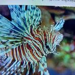 zwarte koraalduivel, Dieren en Toebehoren, Vissen | Aquariumvissen, Vis, Zoutwatervis