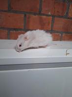 3 jonge goudhamster mannetjes handtam, Dieren en Toebehoren, December, Hamster, Tam