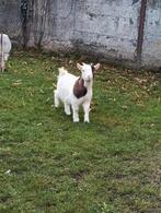 2 boucs nains castré