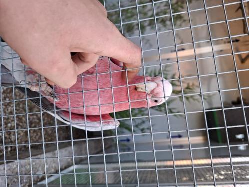 Tamme rose kaketoe te koop/ruil, Dieren en Toebehoren, Vogels | Parkieten en Papegaaien, Mannelijk, Pratend, Tam, Geringd