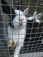 Nestje van 5 konijntjes, Dieren en Toebehoren, Konijnen, Meerdere dieren, Klein, 0 tot 2 jaar