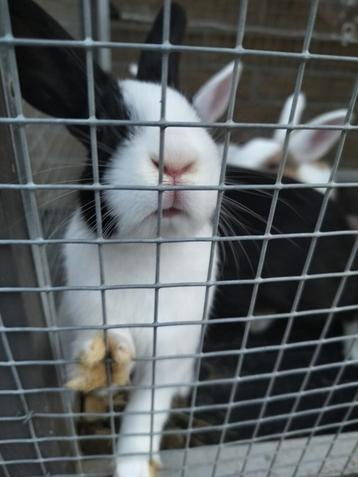 Nestje van 5 konijntjes beschikbaar voor biedingen