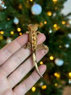 Wimpergekko, Dieren en Toebehoren, Reptielen en Amfibieën, Hagedis, Tam, 0 tot 2 jaar