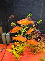 5 Brokaatbarbeel, Ophalen