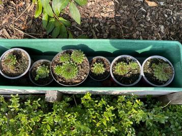 Sempervivum  beschikbaar voor biedingen