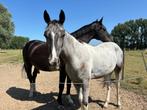 2 jarige ruin te koop, Dieren en Toebehoren, Paarden, Gechipt, Minder dan 160 cm, Ruin, 0 tot 2 jaar