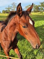 BWP MERRIEVEULEN, PRIJS VERLAAGD, Dieren en Toebehoren, Paarden