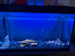 Aquarium, Dieren en Toebehoren, Ophalen, Gebruikt