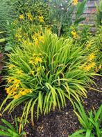 Crocosmia gele bloem 5€ per bundel, Ophalen