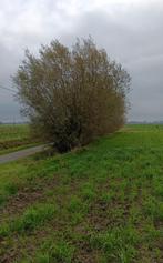 Brandhout gratis, Ophalen