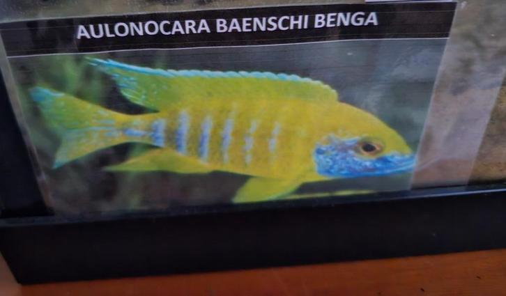 Aulonocara baenschi benga malawi cichliden, Dieren en Toebehoren, Vissen | Aquariumvissen, Zoetwatervis, Vis