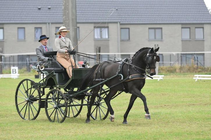 Aangeboden: begeleiding en training, Dieren en Toebehoren, Pony's, ZZ