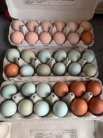 Broedeieren regenboog