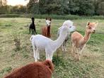 alpaca hengst, Animaux & Accessoires, Bovins, Mâle, 3 à 6 ans