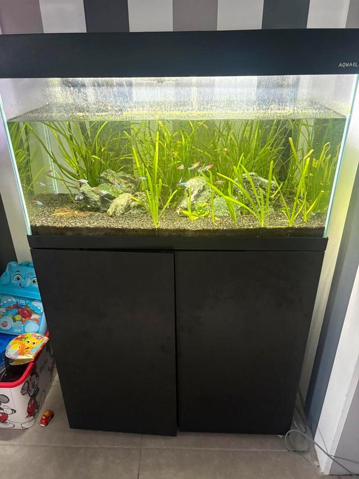Aquarium 125L + materiel, Animaux & Accessoires, Poissons | Aquariums & Accessoires, Utilisé, Aquarium d'eau douce rempli, Enlèvement