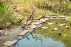 Loopeenden, Meerdere dieren, Eend