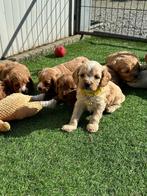 Prachtige cavapoo pups ( cavalier king charles x toy poedel), CDV (hondenziekte), Meerdere, 8 tot 15 weken, Meerdere dieren
