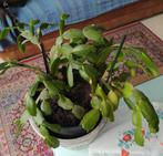 Kerstcactus die lila-kleurige bloemen geeft, Huis en Inrichting, Kamerplanten, Ophalen of Verzenden