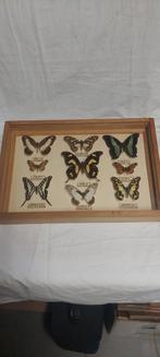 Collection de papillons, Collections, Collections Animaux, Enlèvement ou Envoi