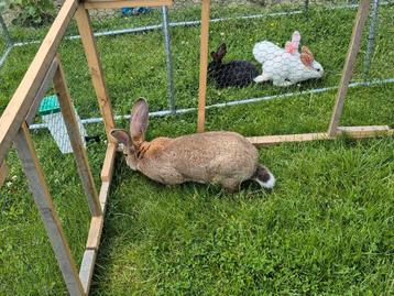 Hobby  beschikbaar voor biedingen