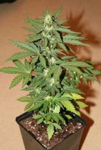 C.Sativa - Feminized- Autoflower, Zomer, Overige soorten, Verzenden, Eenjarig