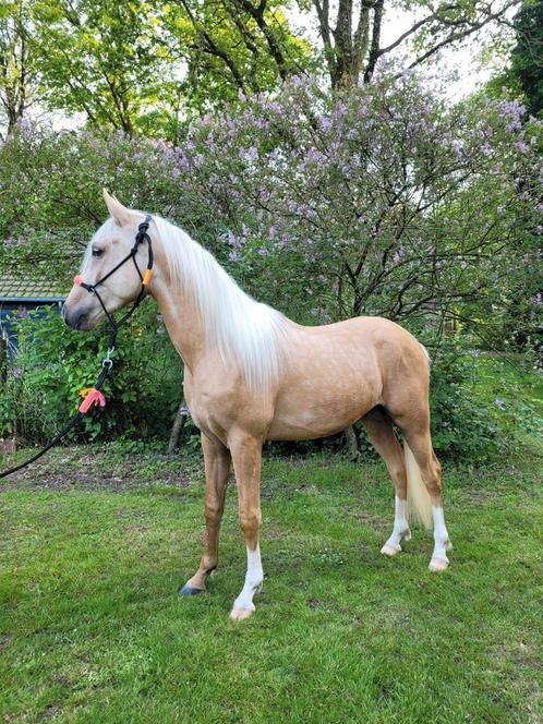 Poney Palomino Nrps à vendre !, Animaux & Accessoires, Poneys, Étalon, Ne s'applique pas, Poney E (1.48 m - 1.57m), Poney de saut